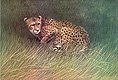 Card Cheetah S.JPG (12174 bytes)
