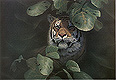 Card Tiger S.JPG (9924 bytes)