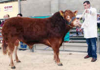 Web_galahadCCM Cooper Reserve Limousin Champ pic.jpg (90326 bytes)