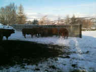 web_snow_heifers.jpg (119412 bytes)
