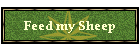 Feed my Sheep