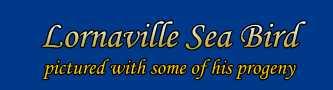 Lornaville Sea Bird