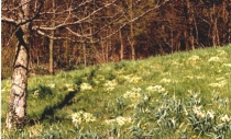 Flowery bank