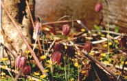 Fritillaries