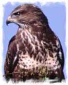 Buzzard