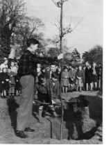 Planting the Coronation oak