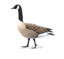 Canada Goose