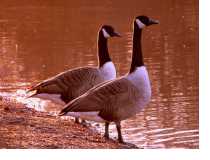 Canada geese