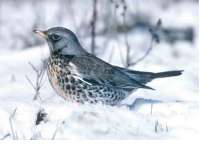 Fieldfare in snow