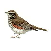 Redwing