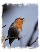 Robin