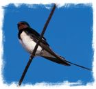 Swallow