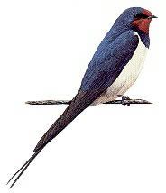 Swallow