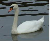 Mute swan