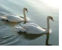 Swans