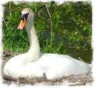 Mute swan (c) Keith Roberts