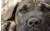 K9 Animal Refuge - Tenerife