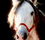 All Breed Pedigree Database