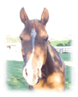 Quo Arabians
