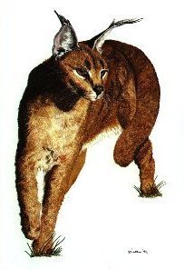 ca-001 - Lynx