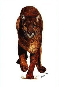 ca-002 - Puma