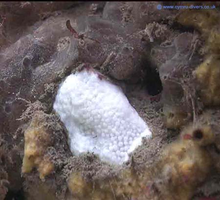 Sponge4