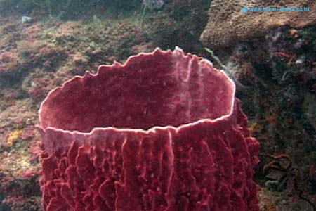 Barrel Sponge