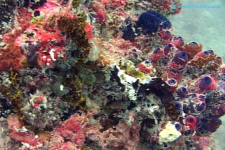 Coral2