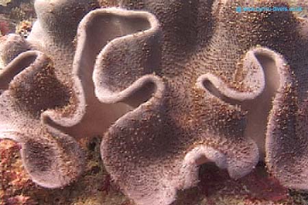 Coral3