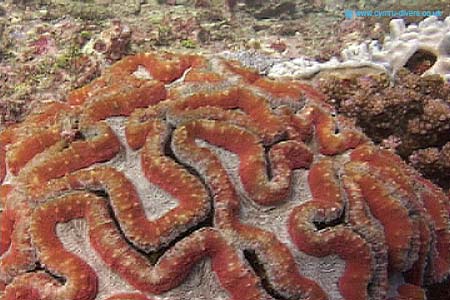 Coral4