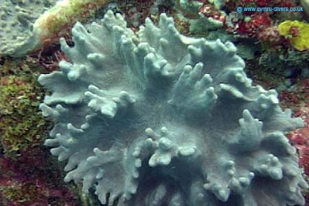 Coral5