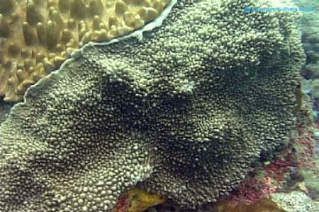 Coral6