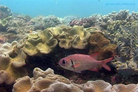 Coral7
