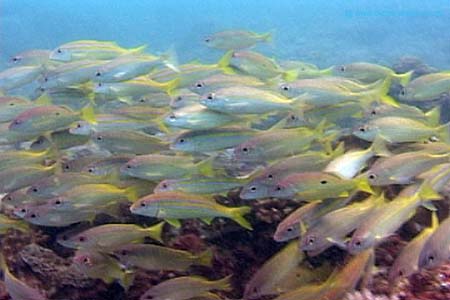 Fish2