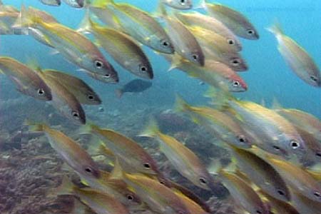 Fish3