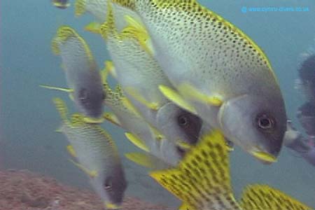 Fish4