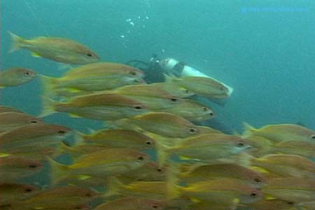 Fish5