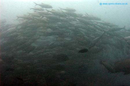 Fish6