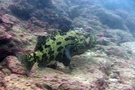Grouper