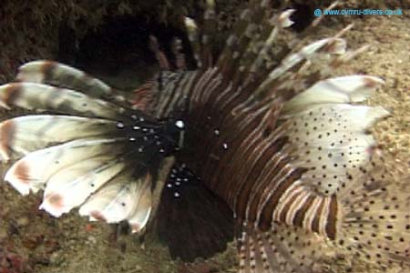 Lion Fish