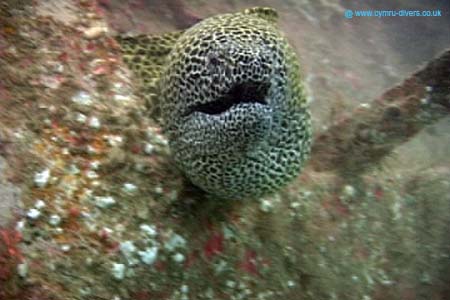 Moray1