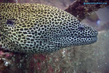 Moray2