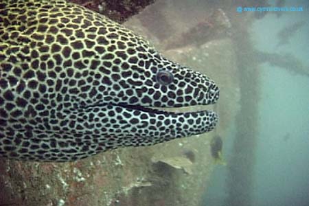 Moray3