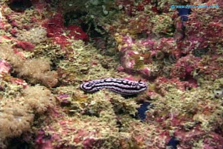Nudi