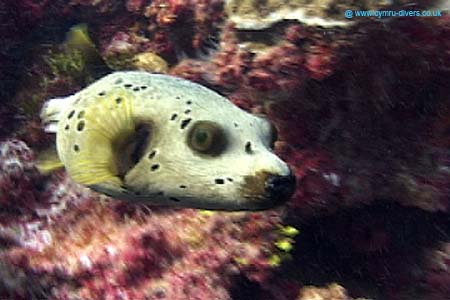Puffer