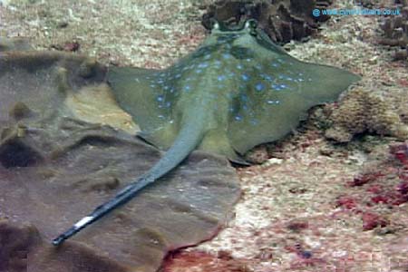 Ray2