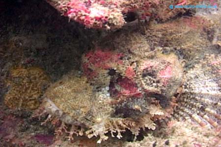 Scorp1