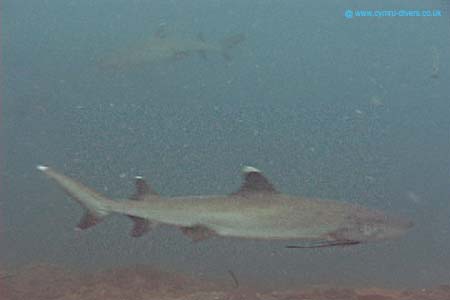 Shark