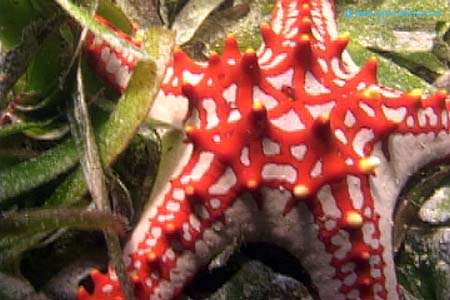Star3