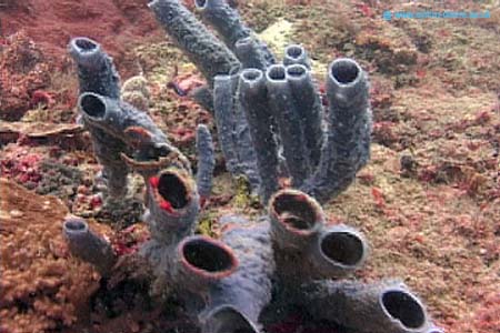 Tubes